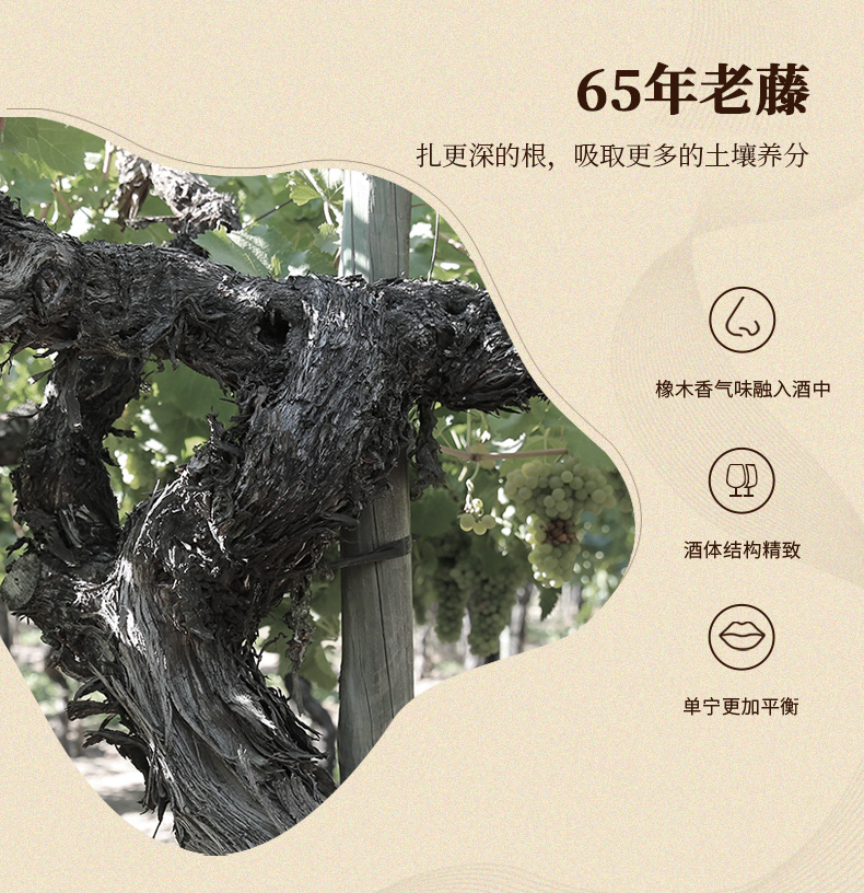 海之舞详情_08.jpg