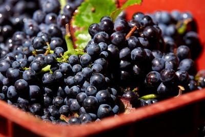 黑皮诺的主要特点是果皮比较薄,酿造出来的葡萄酒颜色通常会稍微淡